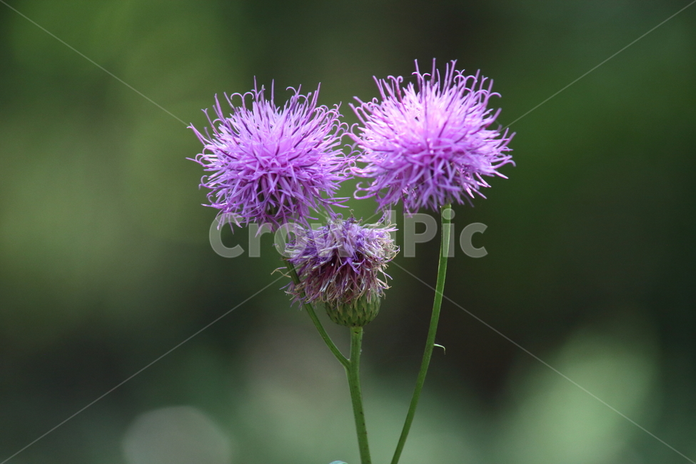 산비장이,큰산나물,mountaincoronatesawwort,flower,blossom,식물,자연,plants,nature,꽃,flower