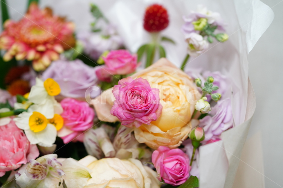 꽃,축하,꽃다발,식물,flower,색감,컬러,플라워,접사,감성,생물,감사,마음,꽃,flower