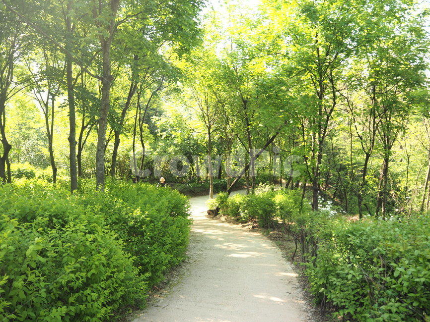 산책로,숲,자연,나무,쉼,풍경,봄