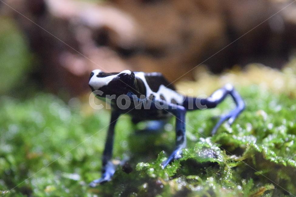 수족관,아쿠아리움,수조,개구리,생물,동물,animal,파충류,양서류,reptile,amphibian