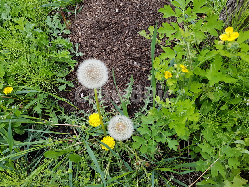 식물,민들레,꽃,흙,녹색,flower,자연