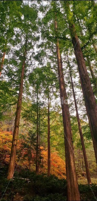 forest,숲,자연,가을,nature,autumn