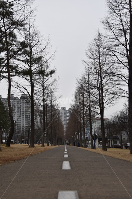 road,도로,아스팔트,나무,tree,asphalt,도심공원,겨울풍경