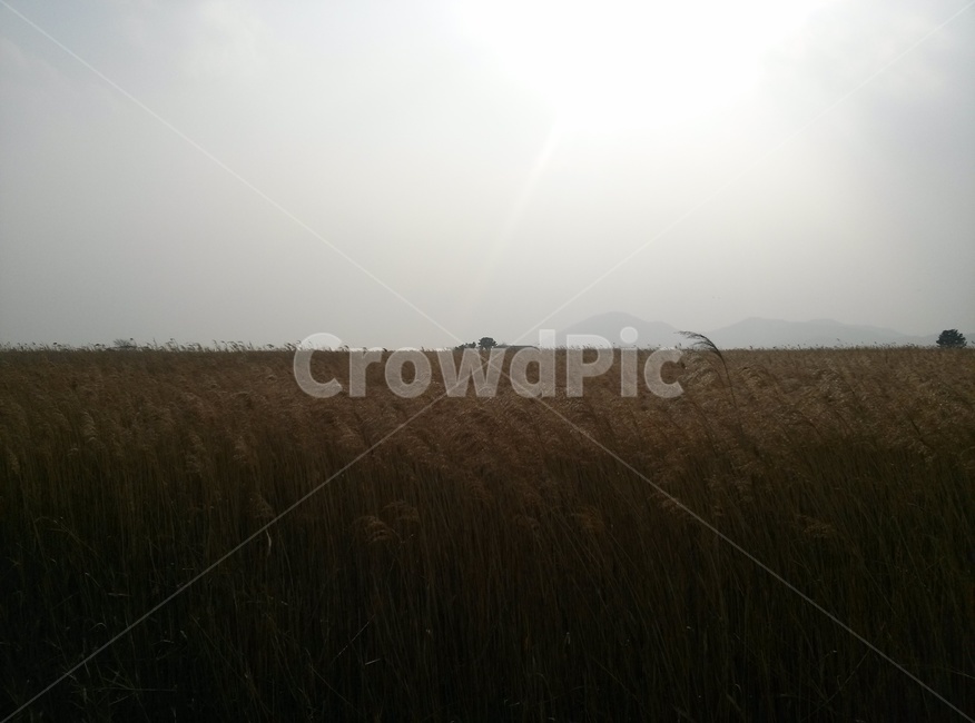 갈대,갈대밭,노을갈대,역광갈대,가을감성,겨울감성,자연,풍경,nature,landscape