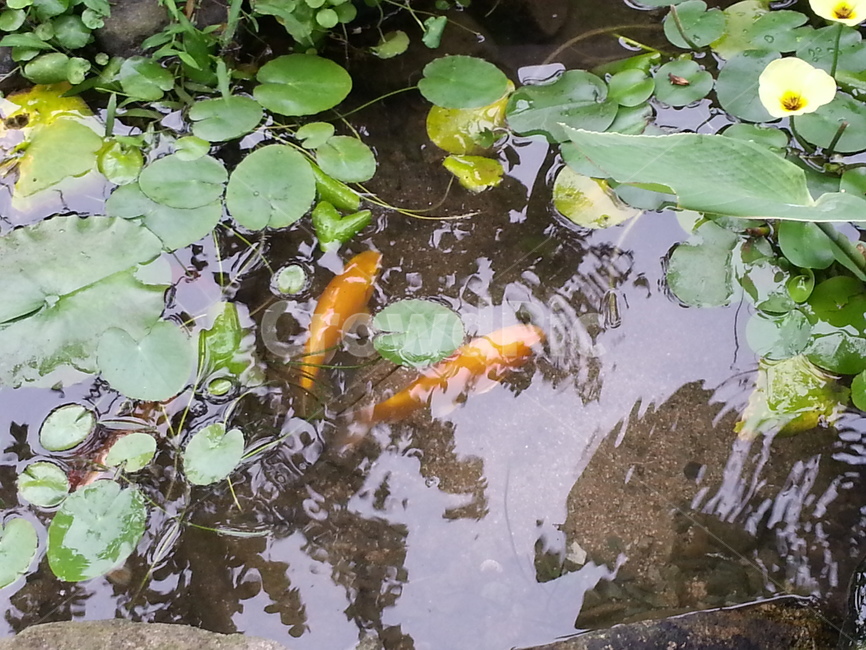 연꽃,자연,식물,호수,lotus,초록,nature,flower,꽃,lake,힐링,pond,정원,연못,green,잉어,carp