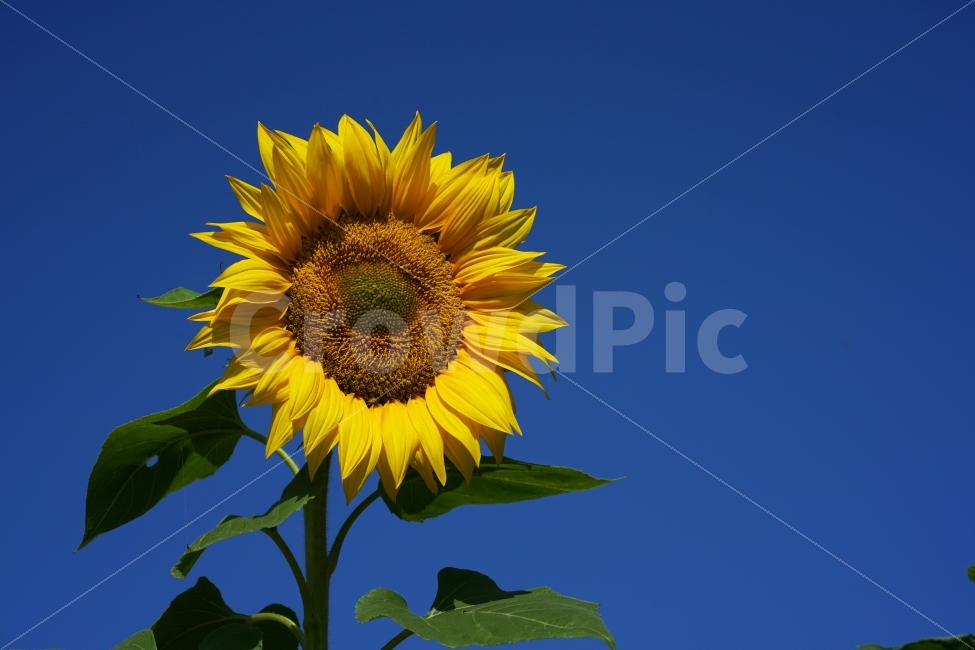 해바라기,식물,꽃,자연,하늘,식물,자연,plants,nature,꽃,flower