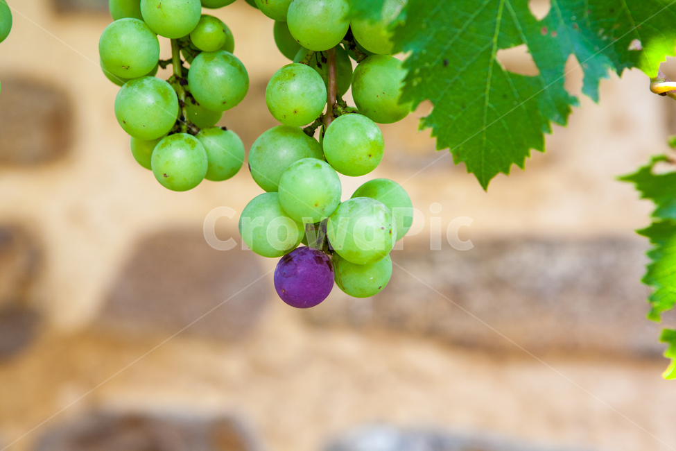 청포도,포도,여름,열매,상큼함,자연,초록,싱그러움,과일,열매,fruit