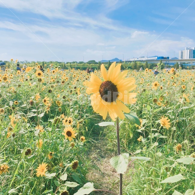 해바라기,풍경,꽃,감성사진,가을,자연,여름,계절,summer,season,식물,자연,plants,nature,꽃,flower,plant,blossom