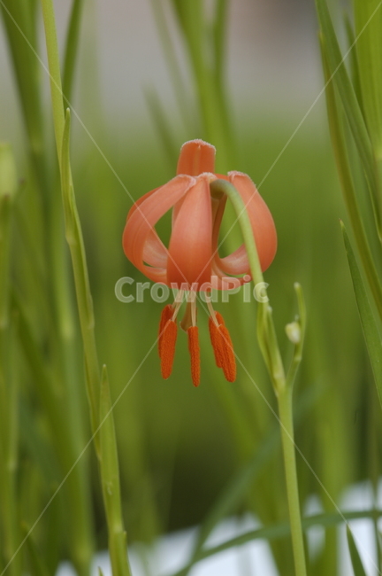 식물,꽃,flower,나리꽃,화분