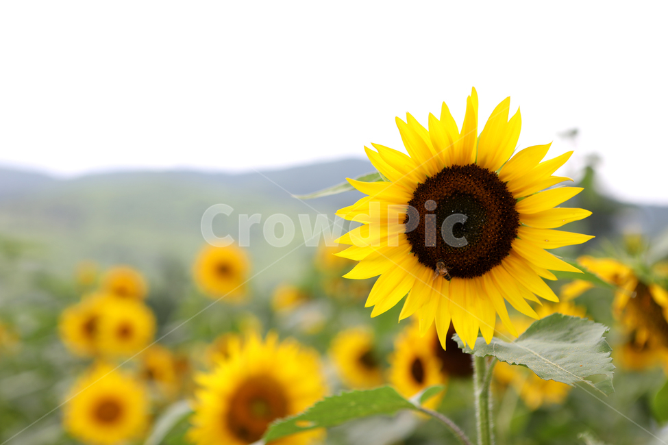 해바라기,꽃,여름풍경,꽃밭,풍경,식물,자연,plants,nature,꽃,flower