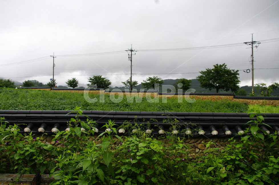 기와지붕,건축,traditional,담장,나무,넝쿨,식물,전봇대,풍경,시골,마을,풍경,landscape,country,rural,town