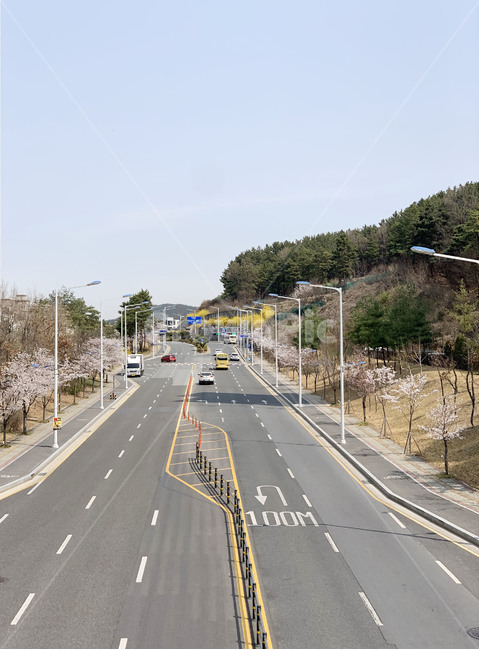 대로,길,도시,봄,벚꽃,개나리
