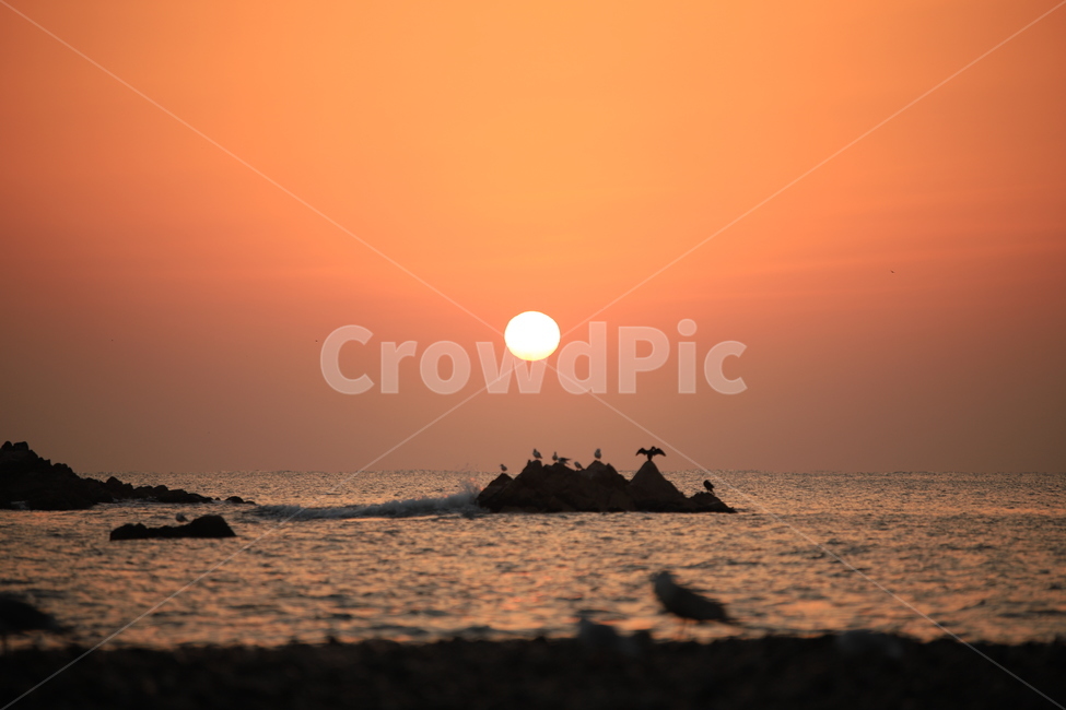 바다,일출,문무대왕릉,경주,bird,새,animal,동물,새벽,redsky,붉은하늘,sky,하늘,outdoors,옥외,nature,자연,sunset,황혼,햇빛,sunlight,자연,풍경,nature,landscape,한국자연풍경,한국자연경관,korea nature landscape,새해,new year