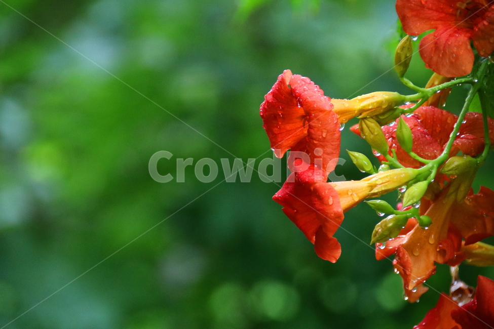 꽃,식물,자연,풍경,계절,식물,자연,plants,nature,꽃,flower