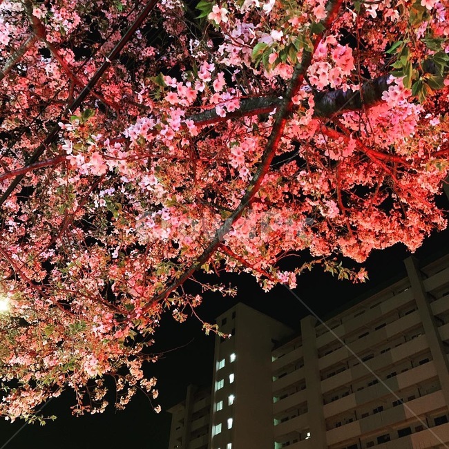 벚꽃,꽃,봄,벚꽃축제,봄꽃,봄꽃축제,여의도,여의도벚꽃축제,분홍,핑크,pink,한강축제,한강,4월축제,4월