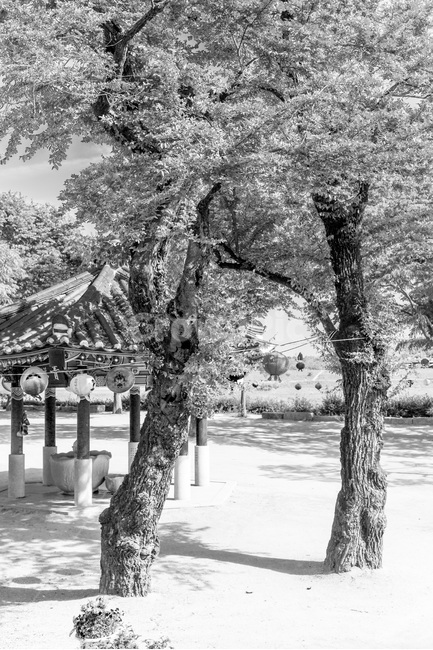 기와,약수,누각,경내정원,사찰,문화유산,한국전통,한국문화,korean traditional,korean culture,식물,자연,plants,nature,나무,trees,wood,흑백,모노톤,monochrome,black and white