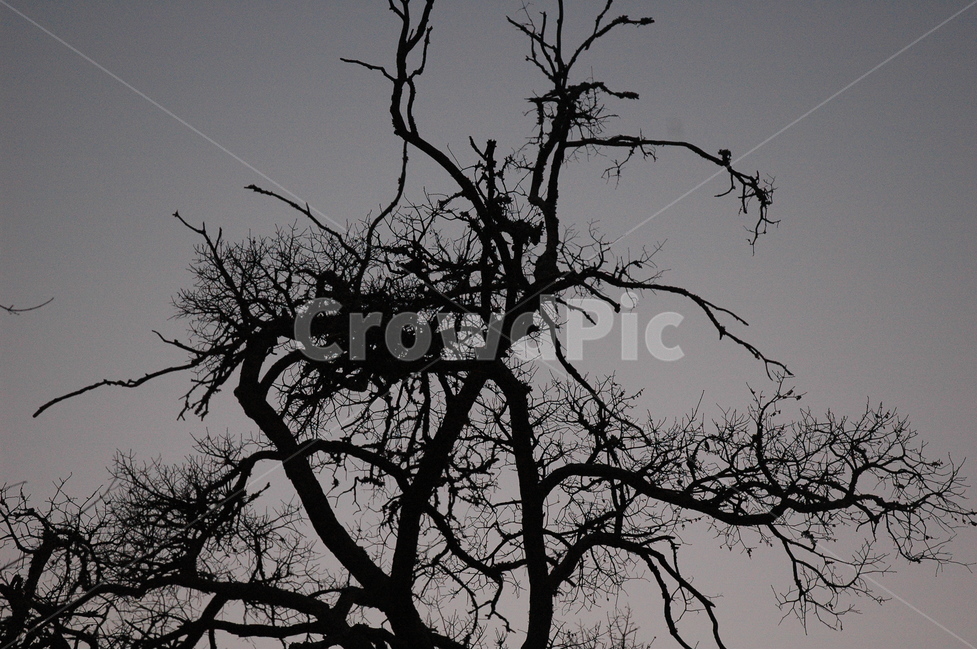 나무,tree,blackwood,나무실루엣,자연,식물,자연,plants,nature,나무,trees,wood,실루엣,그림자,silhouette,shadow
