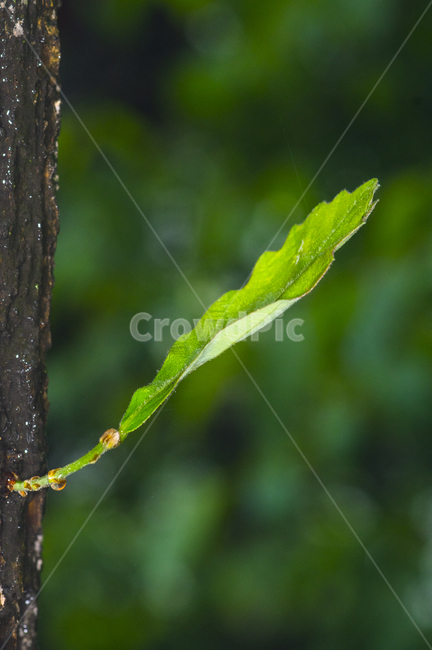 plant,봄,봄날,신록,초록,나오다,비오는날,연록,식물,식물,자연,plants,nature