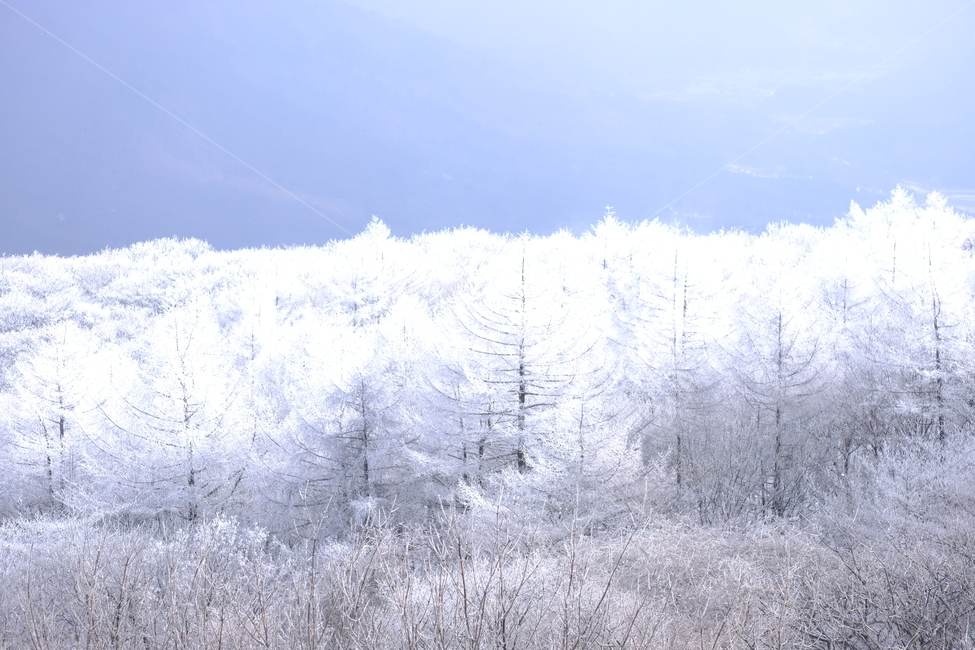 상고대,눈꽃,눈,겨울산,겨울눈꽃,겨울,계절,winter,season,자연,풍경,nature,landscape