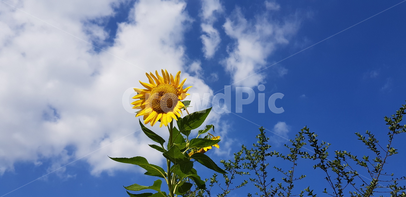 plant,식물,blossom,꽃,flower,해바라기,가을하늘,sunflower,bluesky,푸른하늘,식물,자연,plants,nature,꽃,flower