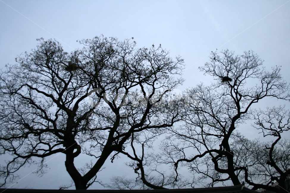 창덕궁,한국,나무,궁,하늘,실루엣,자연,풍경,nature,landscape,식물,plants,나무,trees,wood,실루엣,그림자,silhouette,shadow,plant,tree,tree trunk,나무 줄기