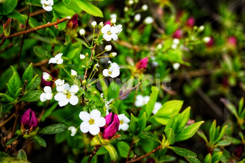 plant,식물,blossom,꽃,green