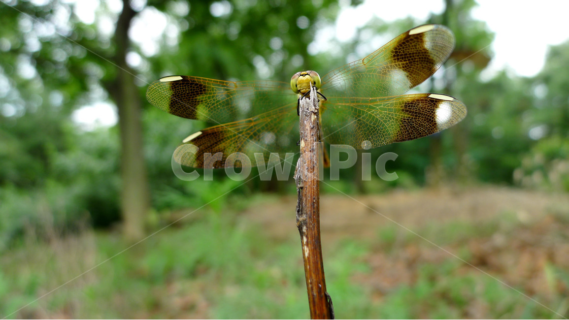 잠자리,곤충,자연,나뭇가지,접사,동물,animal,곤충,벌레,insect,bug