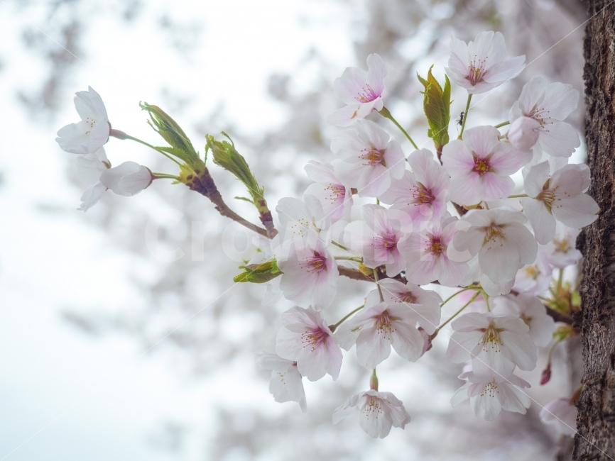 벚꽃,꽃,봄,cherryblossom,spring,식물,자연,plants,nature,봄,계절,spring,season,꽃,flower,plant