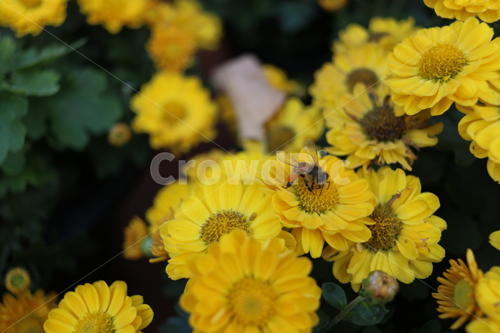 국화,벌,꽃,노랑,꿀벌,가을,꽃,flower