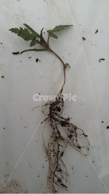 환삼덩굴,환삼덩굴뿌리,뿌리,뿌리길이,위해식물,식물,자연,plants,nature