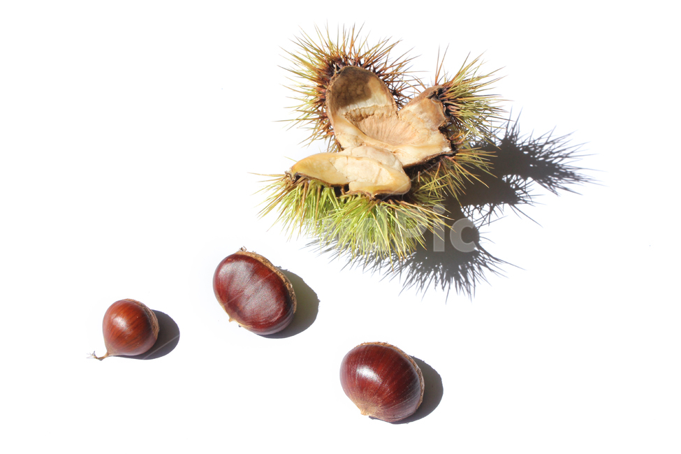 autumn,brown,bur,burr,chestnut,chestnutbur,closeup,fall,food,fruit,macro,natural,nature,nut,plant,seed,sharp,spike,갈색,브라운,밤송이,밤,클로즈업,가을,열매,음식,자연,식물,뾰족한,가시,알밤,흰배경,가을,계절,fall,autumn,season,음식,식재료,요리,food,cook,meal,dishes,food reserves,과일,열매,fruit,누끼,remove background