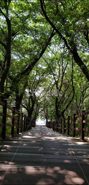 도화동,수봉공원,나무,길,인천