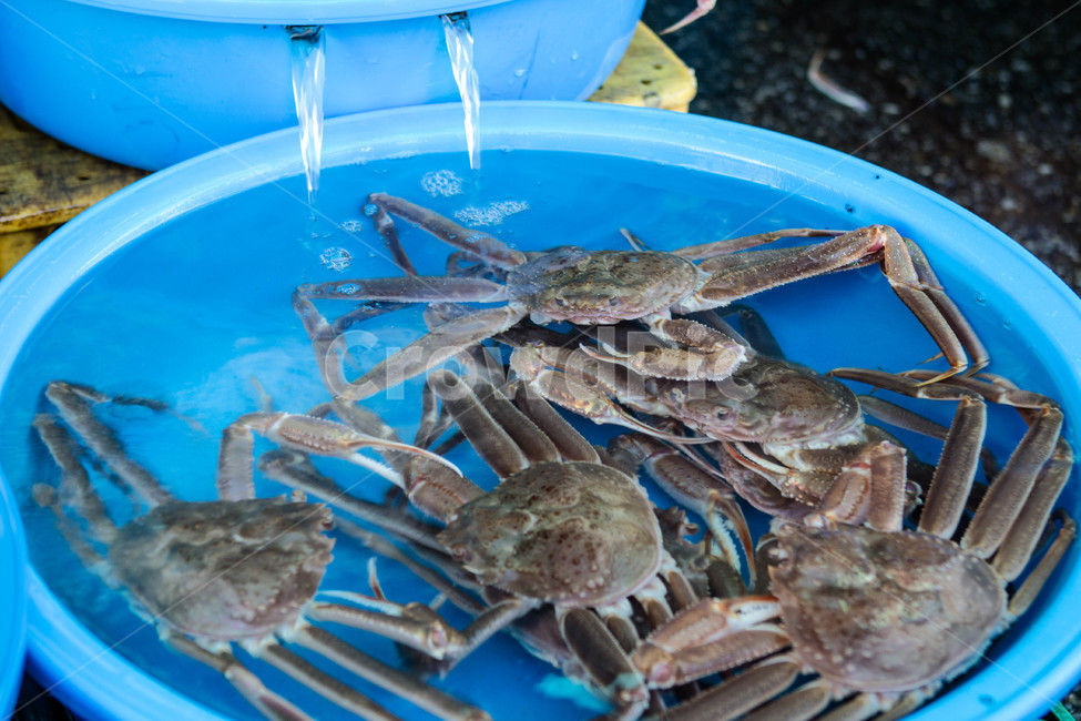 대게,수산시장,게다리,수산시장풍경,대게들,시장,마트,마켓,market,mart,market place,음식,식재료,요리,food,cook,meal,dishes,food reserves,수산물,해산물,fishery products,seafood