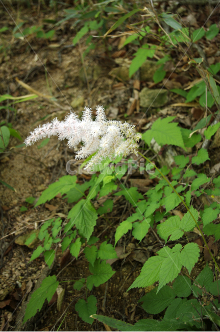 꽃,식물,flower,plant,color,식물,자연,plants,nature