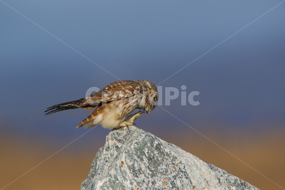 금눈쇠올빼미,천연기념물,조류,맹금류,새,동물,animal,조류,새,birds