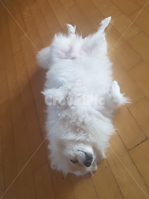 스피츠,폼피츠,벌러덩,잠,반려견,동물,animal,포유류,mammal,개,강아지,dog,doggy