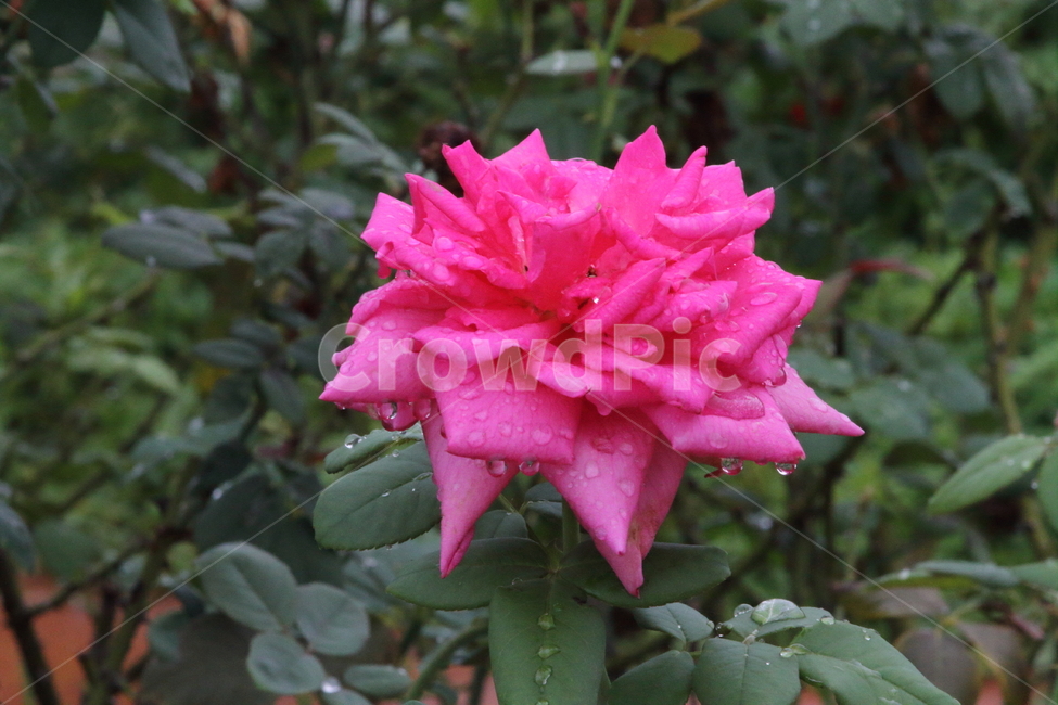 장미,꽃,식물,정원수,rose,식물,자연,plants,nature,꽃,flower