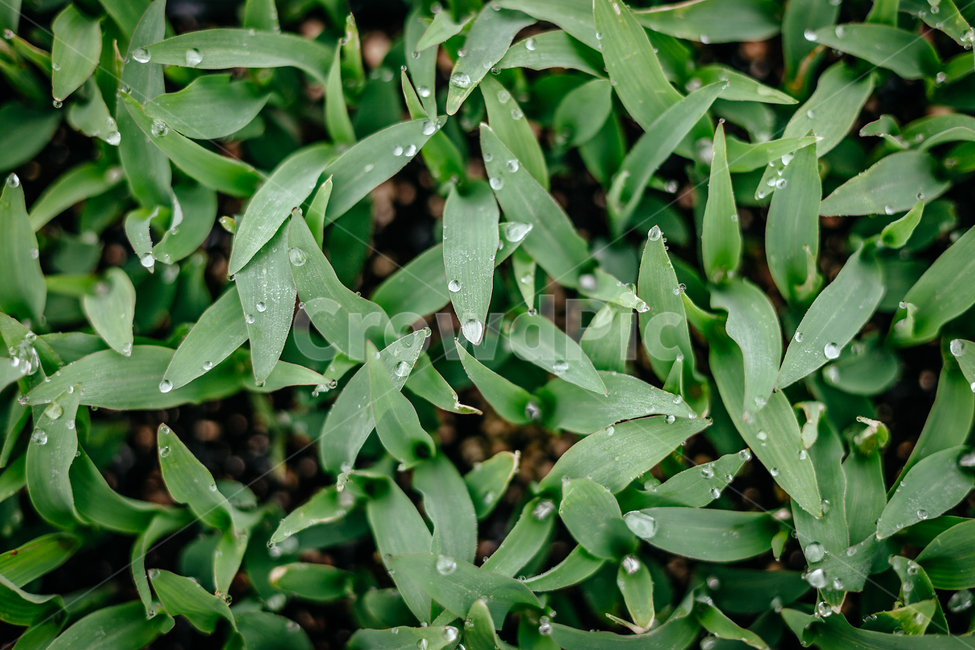 봄,새싹,아침,이슬,초록,식물,생명,건강,자연,봄,계절,spring,season,식물,자연,plants,nature,leaf,잎,plant,grass,잔디,vegetation,초목