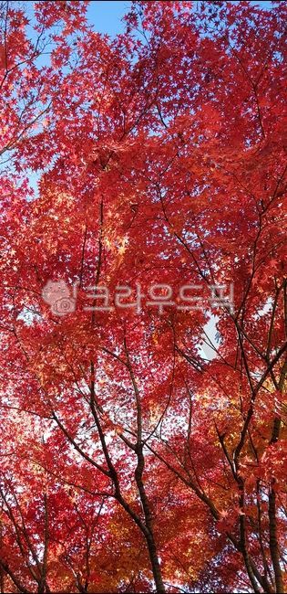Brightly colored,tree,fire,autumn,Maple