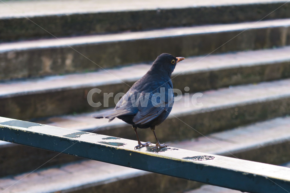 bird,새,blackbird,stair,계단,난간,animal,동물,동물,animal,조류,새,birds
