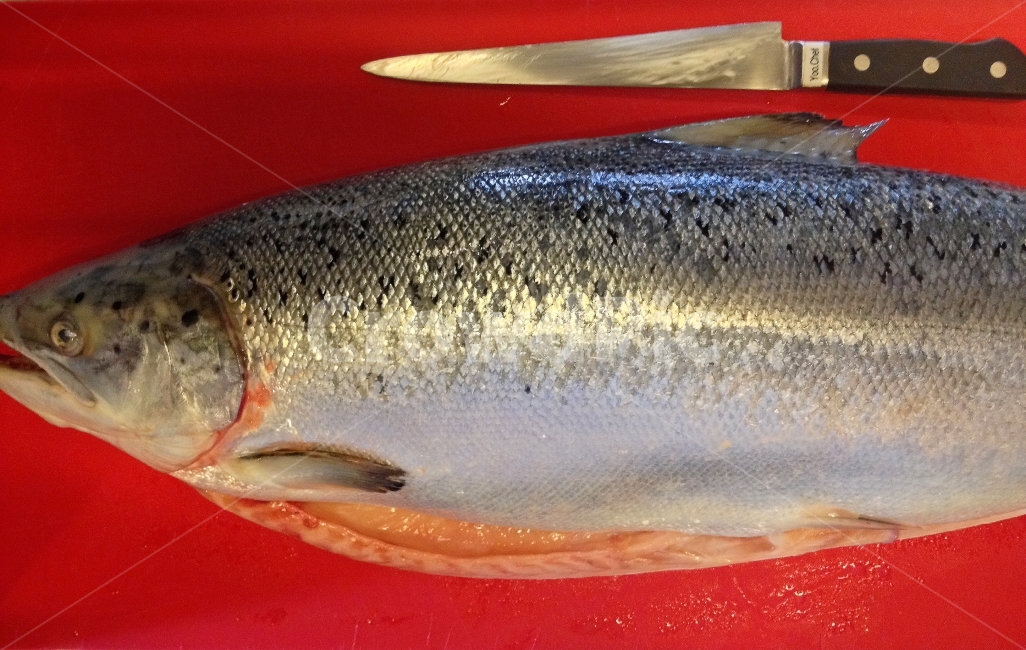 seoul,salmon,fish,chef,knife,red,scales,silver,seafood,서울,생선,연어,셰프,나이프,칼,도마,손질,음식,식재료,요리,food,cook,meal,dishes,food reserves,수산물,해산물,fishery products,seafood