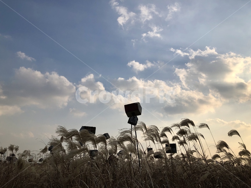 공원,가을,하늘,억새,편지함