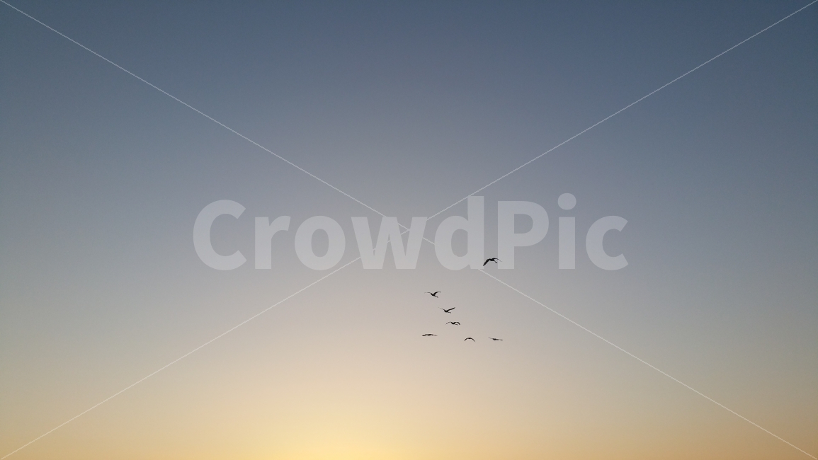 하늘,노을,새,sky,bird,자연,풍경,nature,landscape,동물,animal,조류,새,birds,outdoors,옥외