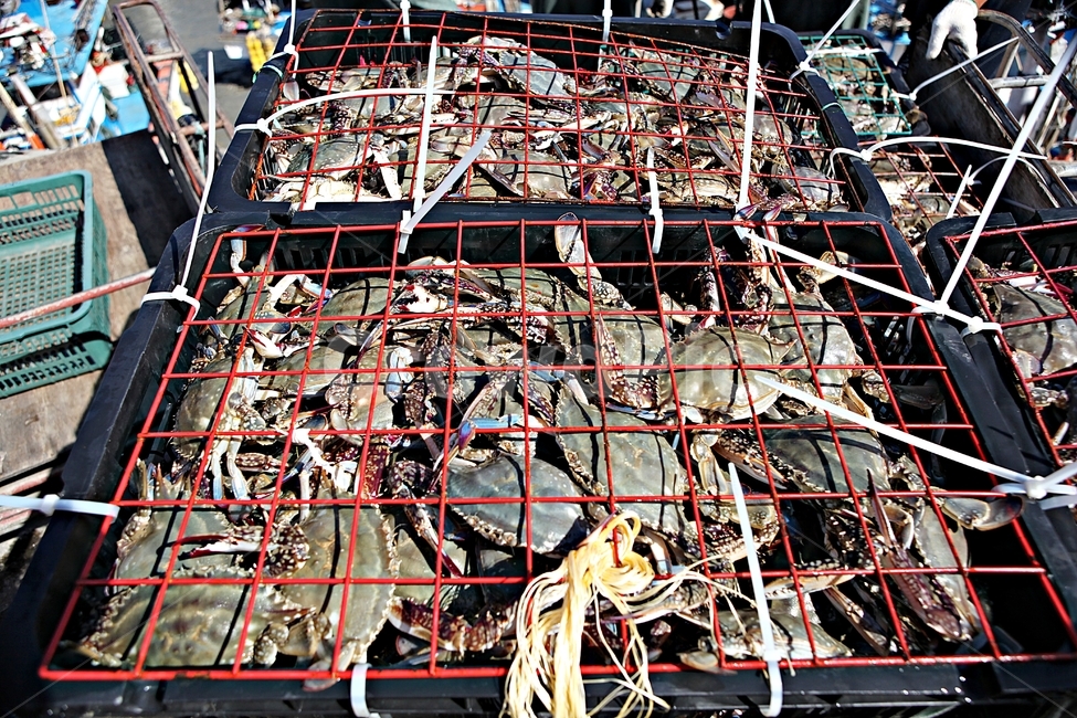 꽃게,게,먹거리,음식,요리,식재료,광주리,각우,수산물,해산물,fishery products,seafood,어업,fishery,fishing industry