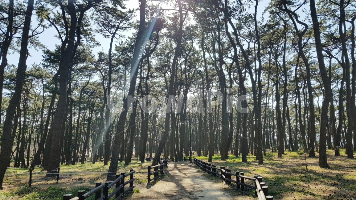 tree,나무,plant,식물,path,통로,숲,자연,풍경,nature,landscape