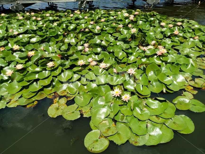 수련,다년생초본식물,수생식물,이판화,쌍자엽식물,자우련,waterlily