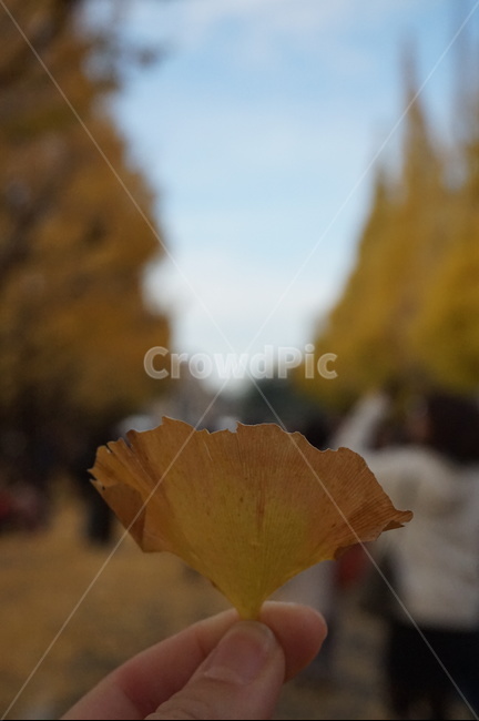 가을,낙엽,은행,은행잎,손