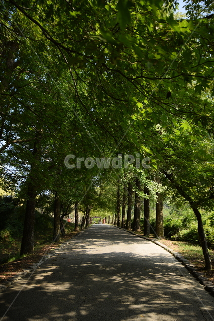 숲,숲길,절,자연,나무,푸르름,녹색,길,forest,forestroad,temple,nature,trees,tree,green,road,자연,풍경,nature,landscape,식물,plants,나무,trees,wood,휴식,힐링,rest,relaxation,healing,outdoors,옥외,garden,정원,arbour,정자