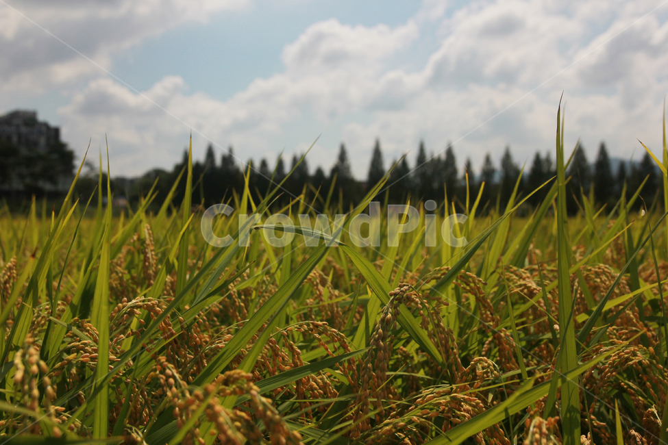 논밭,가을,아름다운풍경,자연,구름,한국적인느낌,자연,풍경,nature,landscape,field,들,grassland,목초지,outdoors,옥외,plant,식물,grass,잔디