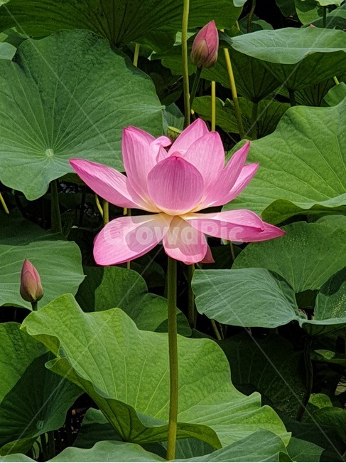 홍연꽃,연꽃,붉은연꽃,홍련,여름야생화